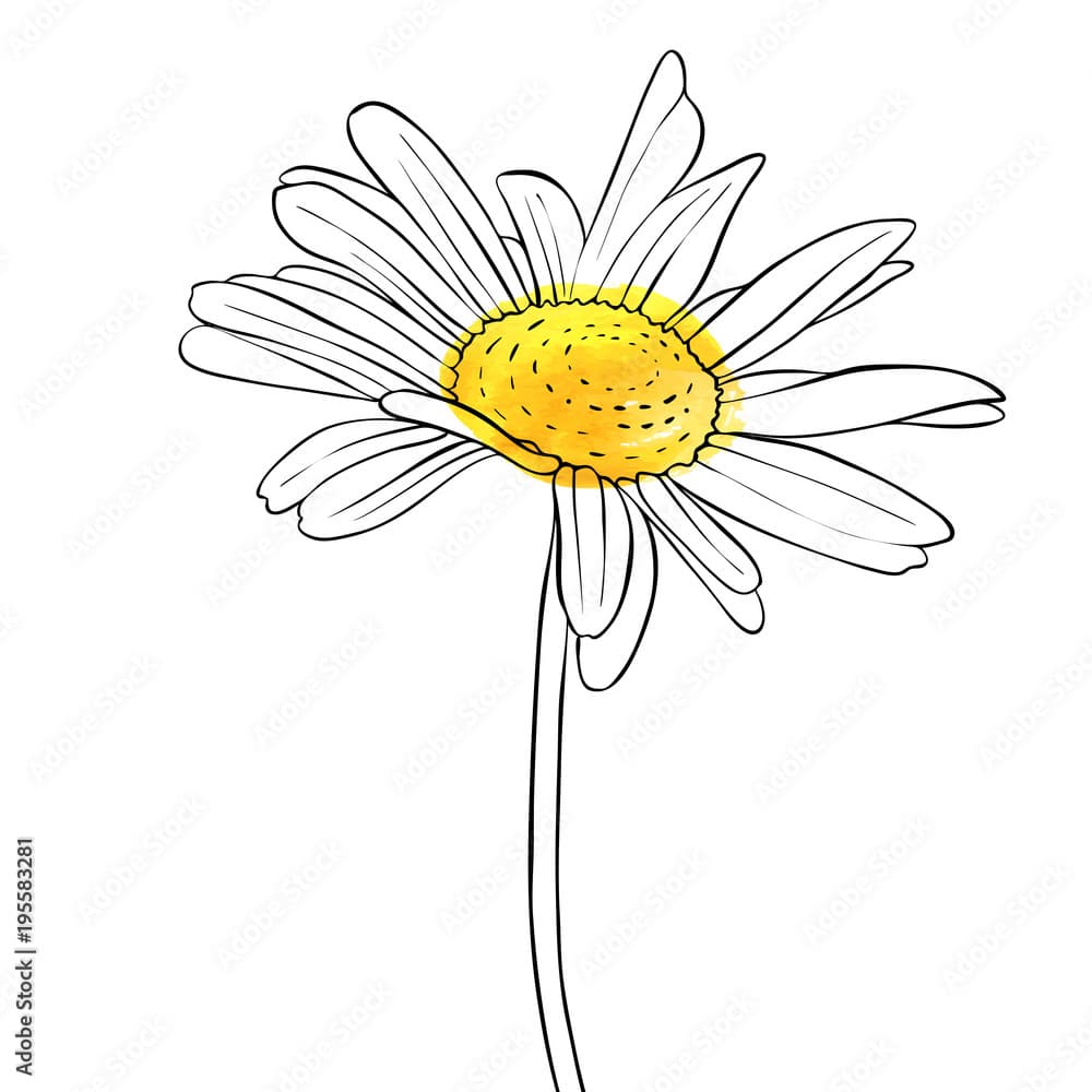 Daisy